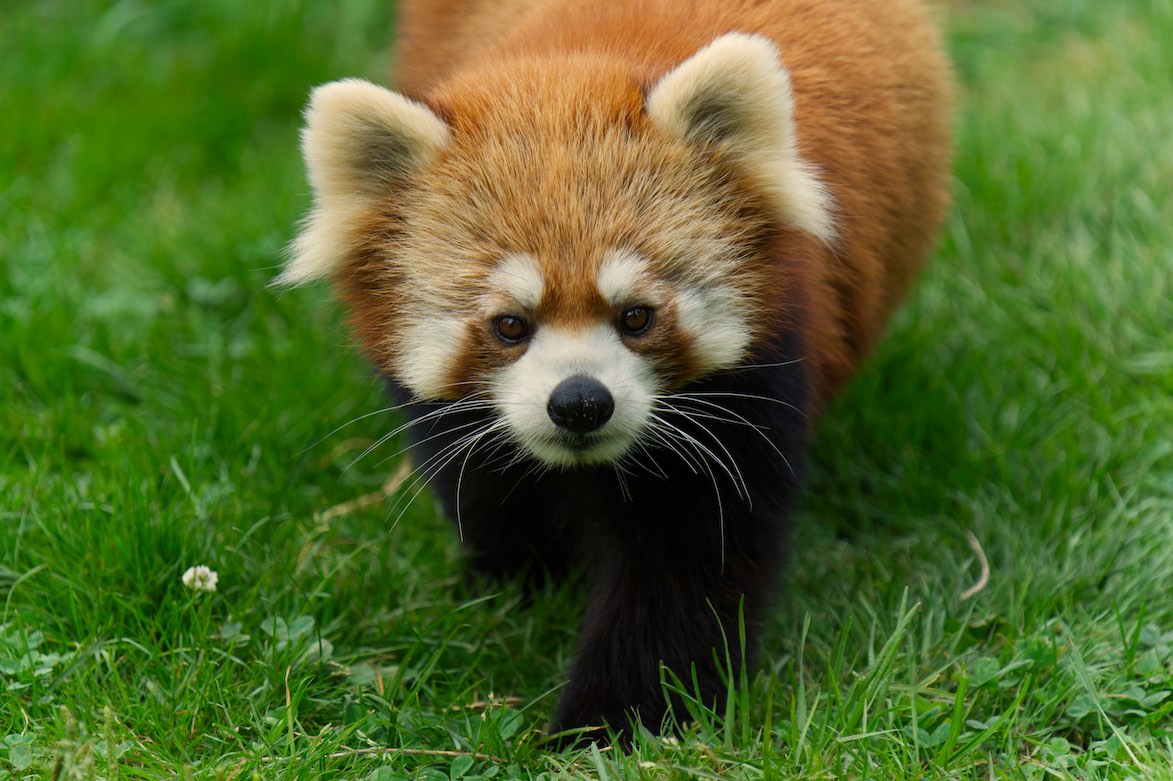 Red Panda 2 0819